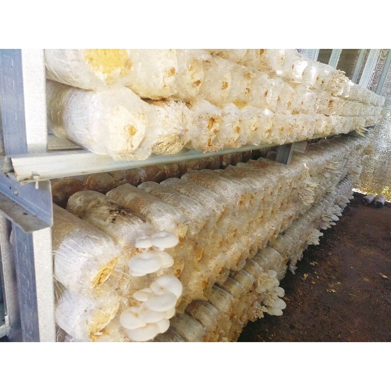 

JAMUR TIRAM || JAMUR TIRAM SIAP KONSUMSI GROSIR
