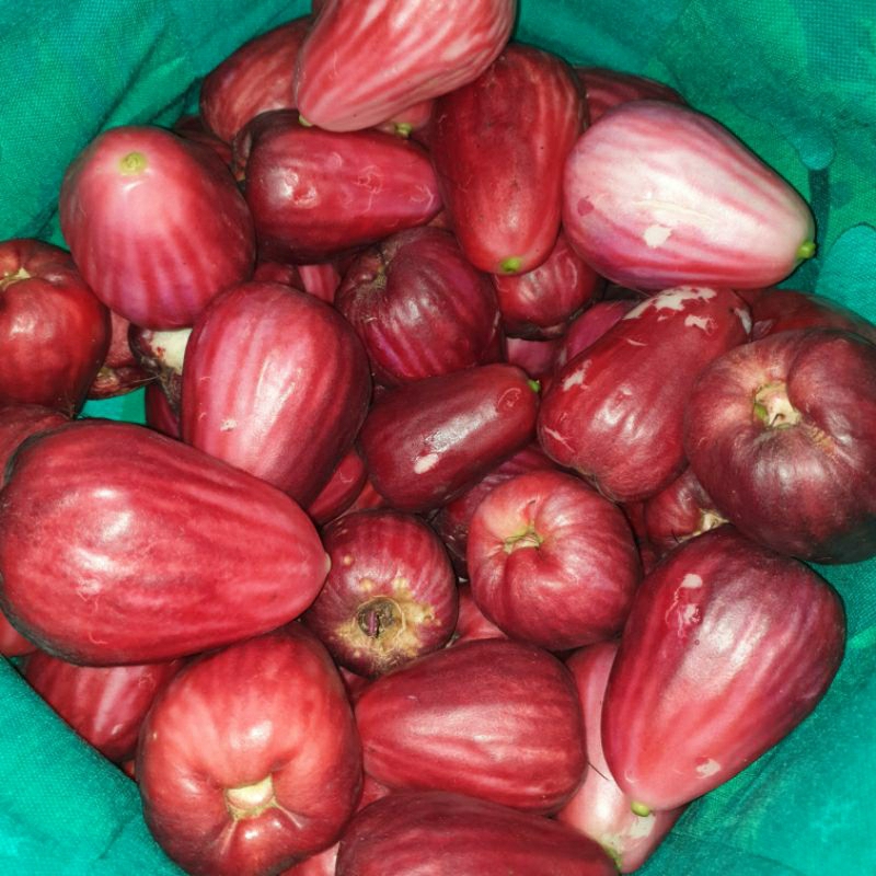 

Jambu bol 2kg