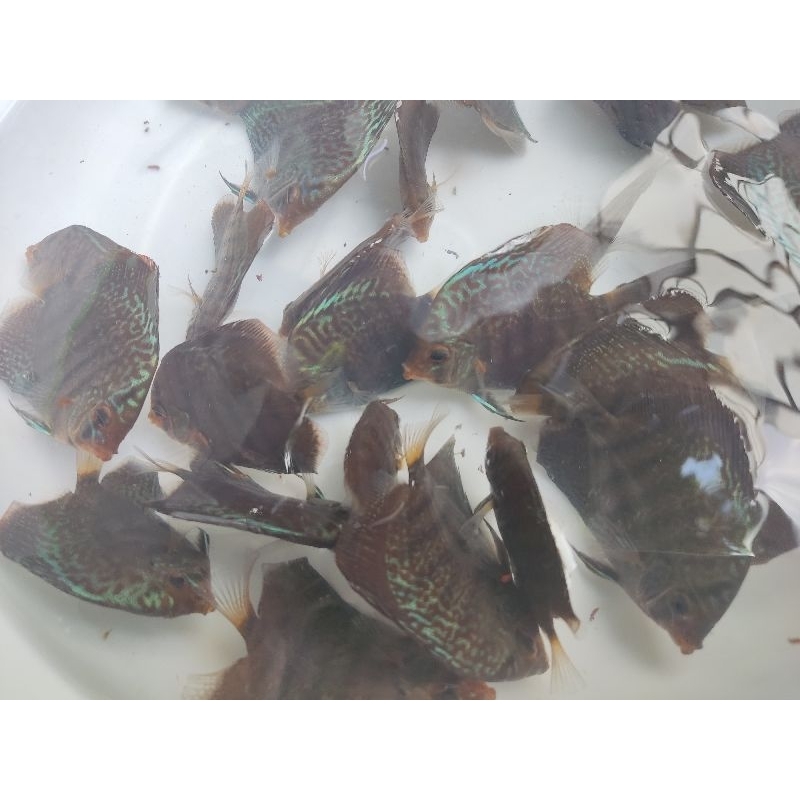 Ikan Discus Leopard 2,5" Indukan Import