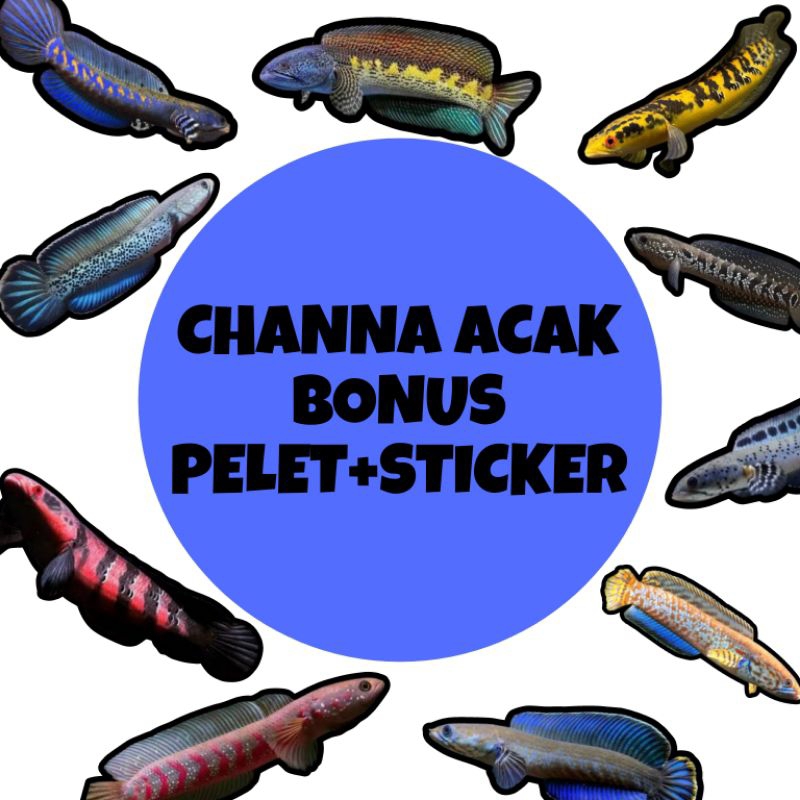 CHANNA ACAK BONUS PELET AKARI PREMIUM RED BLUE YELLOW MAXI + STIKER