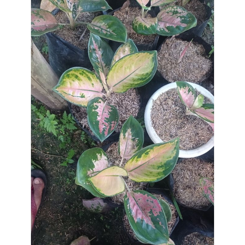 Aglonema Baby Sultan Brunei