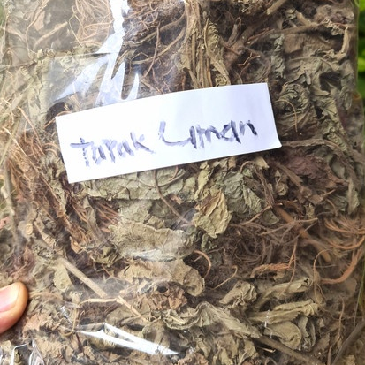 

TERBAIK JAMU DAUN TAPAK LIMAN KERING HERBAL -500 GRAM