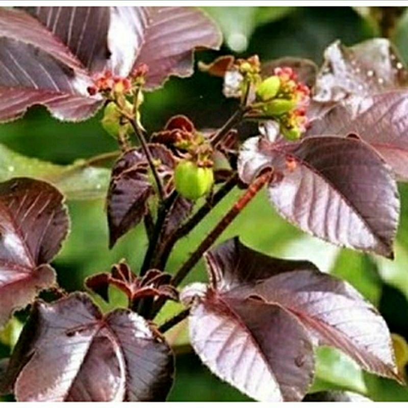 Daun Jarak Merah Segar 1 Kg Daun Jarak Wulung Untuk Ecoprint