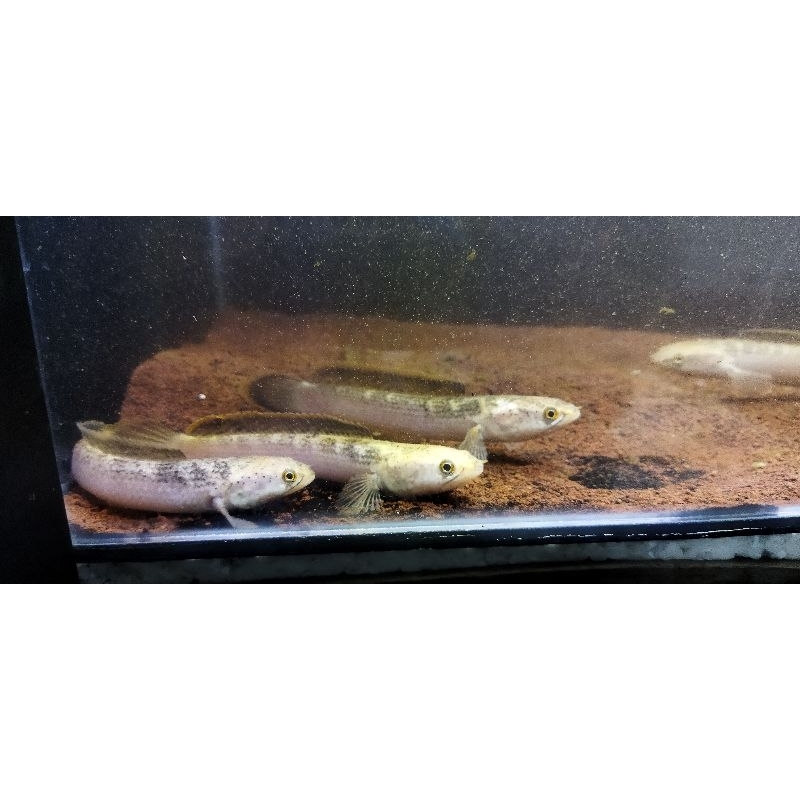 LIMBATA GOLDEN TIGER 10-11.5CM