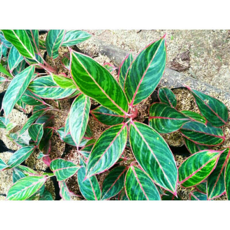 Aglonema lipstik zebra