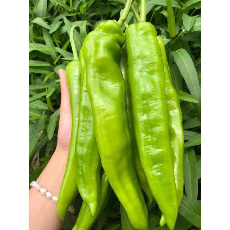 Benih Bibit Biji - Cabai Tanduk Raksasa New Green Dragon Big Beef Horn Pepper Seeds - IMPORT