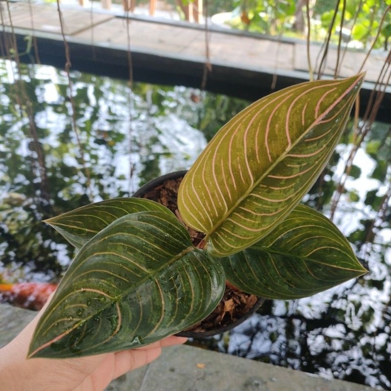 AGLONEMA KRESNA BLACK | REAL PICT.