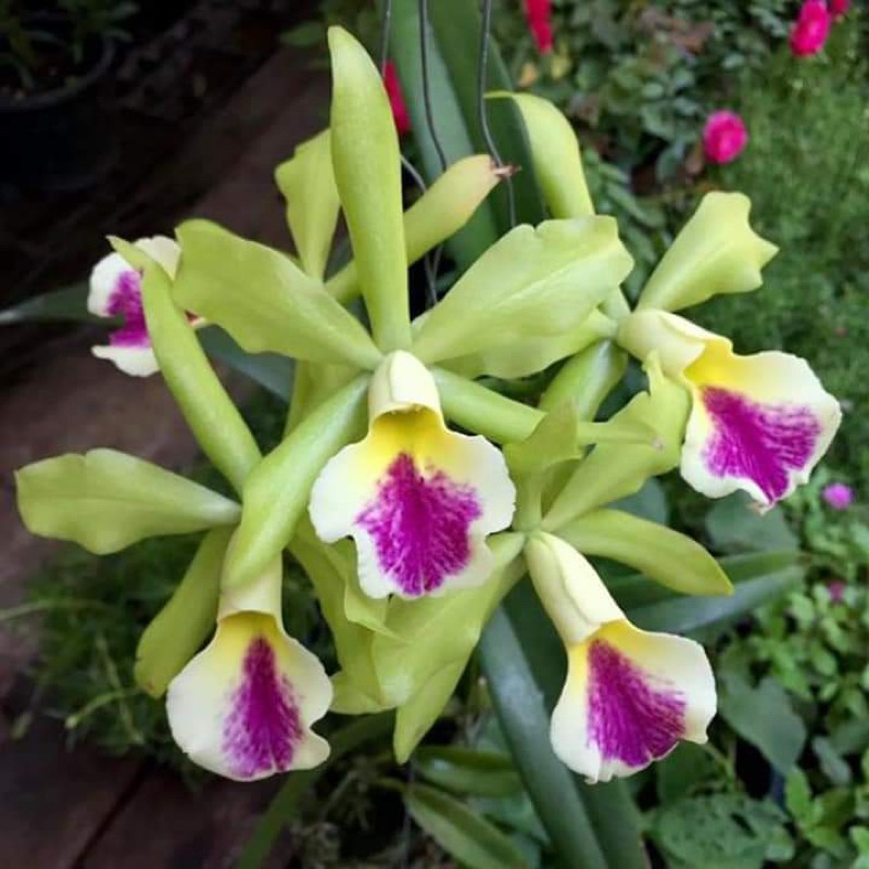 Anggrek Cattleya Blc Dude | Catleya Blc Dude | Blc Dude Bunga Cantik | Cattleya Murah