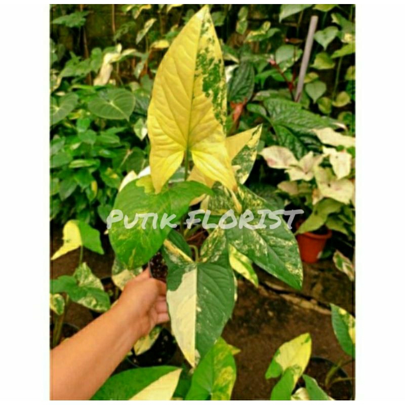 Tanaman Hias Syngonium Varigata Kuning / Syngonium Yellow Varigata