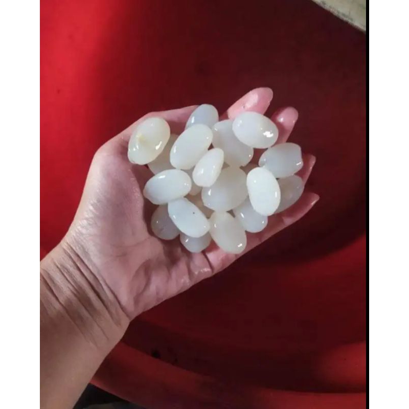 

Buah kolang Kaling buat kolak 250 gram