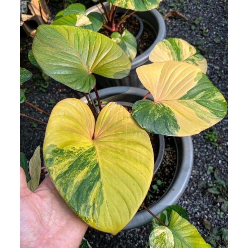 syngonium var yellow - tanaman hias syngonium var yellow