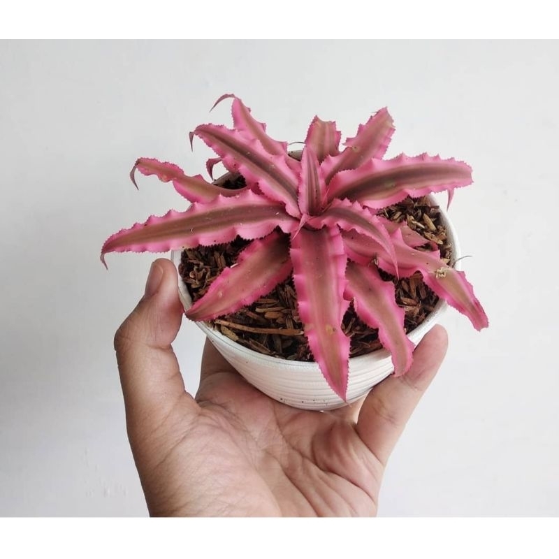 [BISA COD] tanaman hias bromelia cryptantus pink star tanaman bromelia mini tanaman bromelia bintang