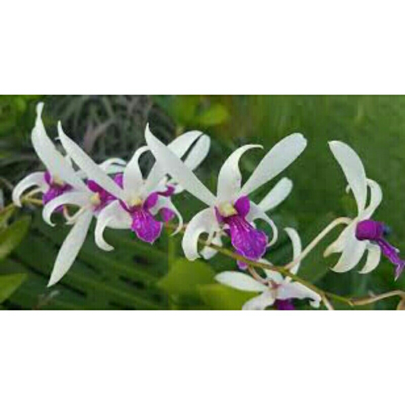 Anggrek Dendrobium Mesangnil