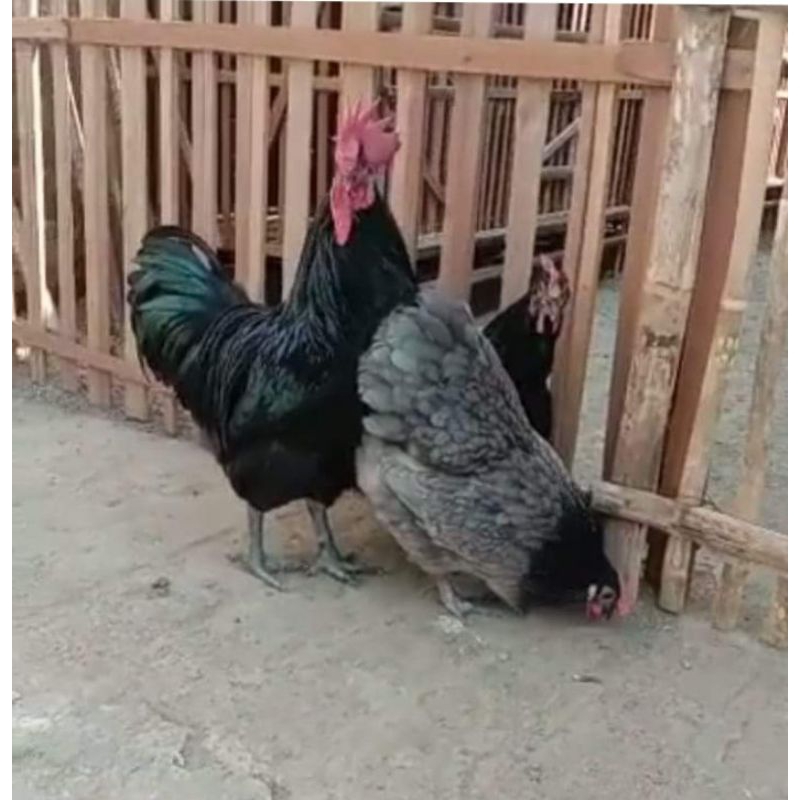 

paket 5 btr telur tetas ayam australorp