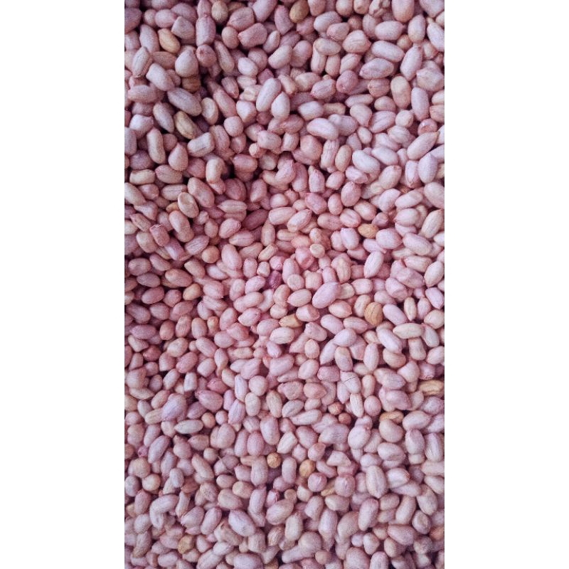 

Kacang Tanah