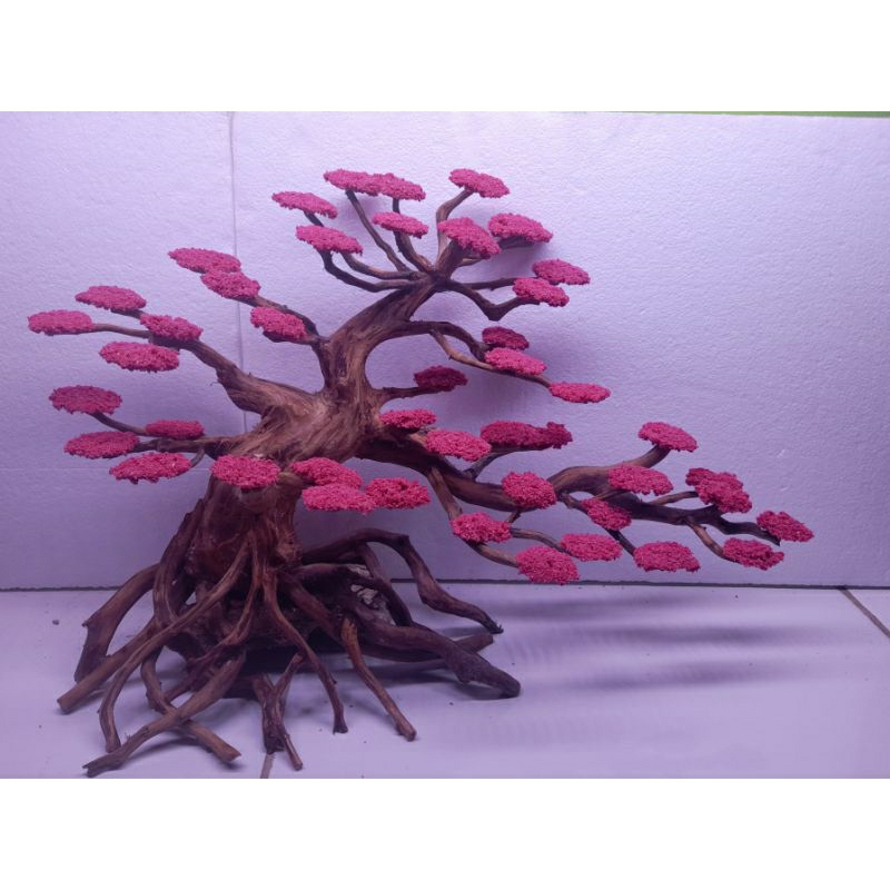 Bonsai Sakura Aquascape Bonsai Sakura