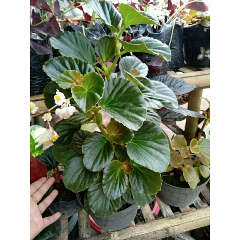 begonia mawar bunga pink