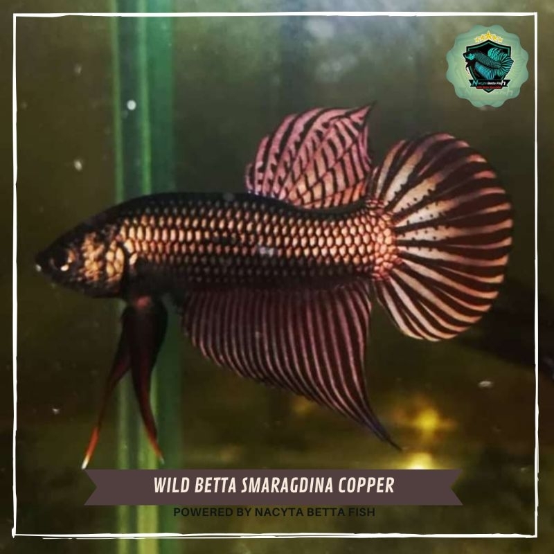 Wild Betta Smaragdina Copper