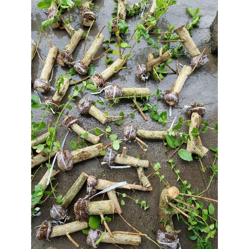 (FreeOngkir) Bahan Bonsai Sancang Cangkok Termurah Terlaris