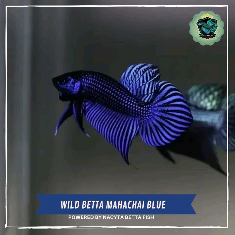 Wild Betta Mahachai Blue