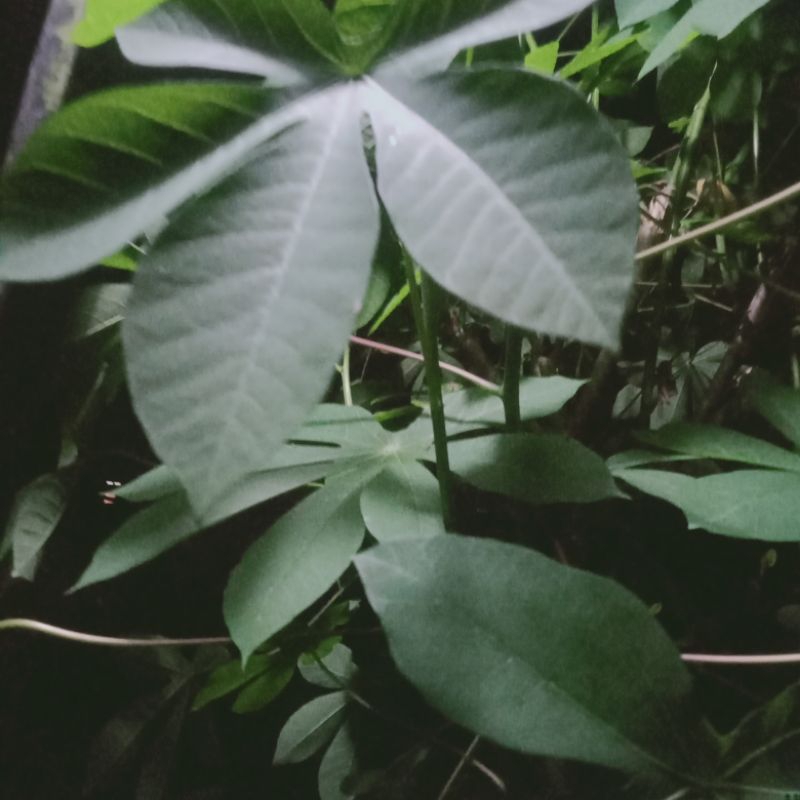 

Daun Singkong Karet Segar