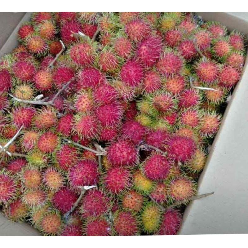 

RAMBUTAN AC/BINJAY ISI 1ikat