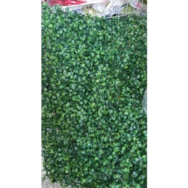 Rumput Lawn Alaska uk: 40x60 cm / Daun Dollar Rambat HIJAU