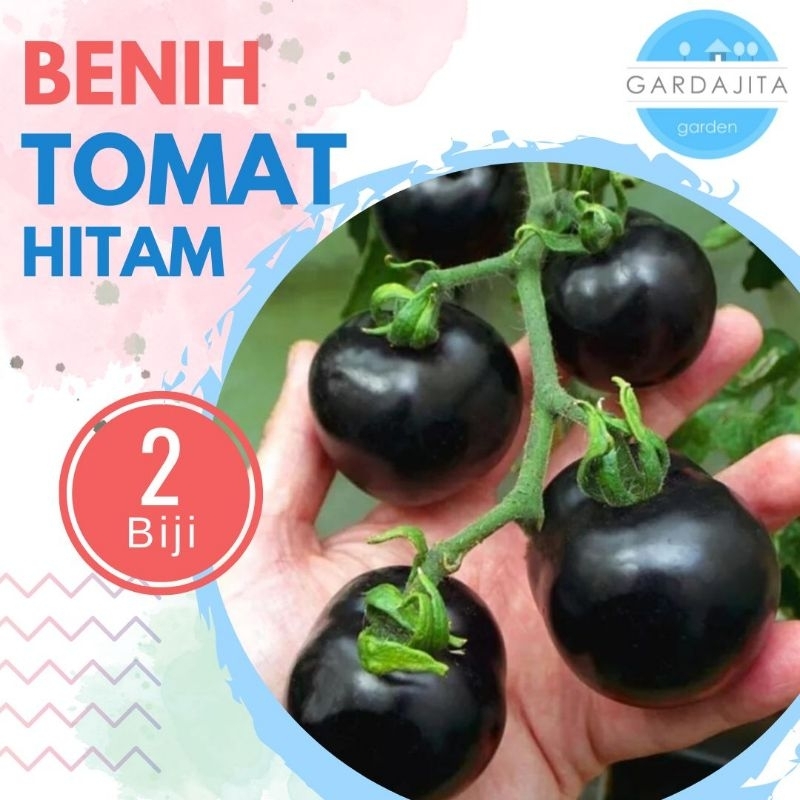 Benih TOMAT INDIGO ROSE - Biji Tomat Hitam