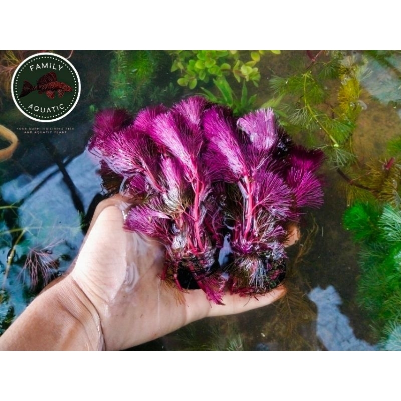 Cabomba super red media webikusa - tanaman aquascape Cabomba - hiasan aquarium