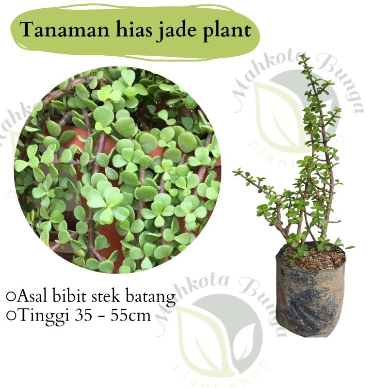 Tanaman hias portulacaria afra - jade plant - bahan bonsai