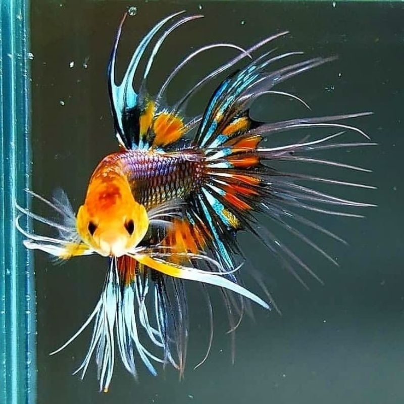 CROWTAIL SSERIT FANCY WARNA