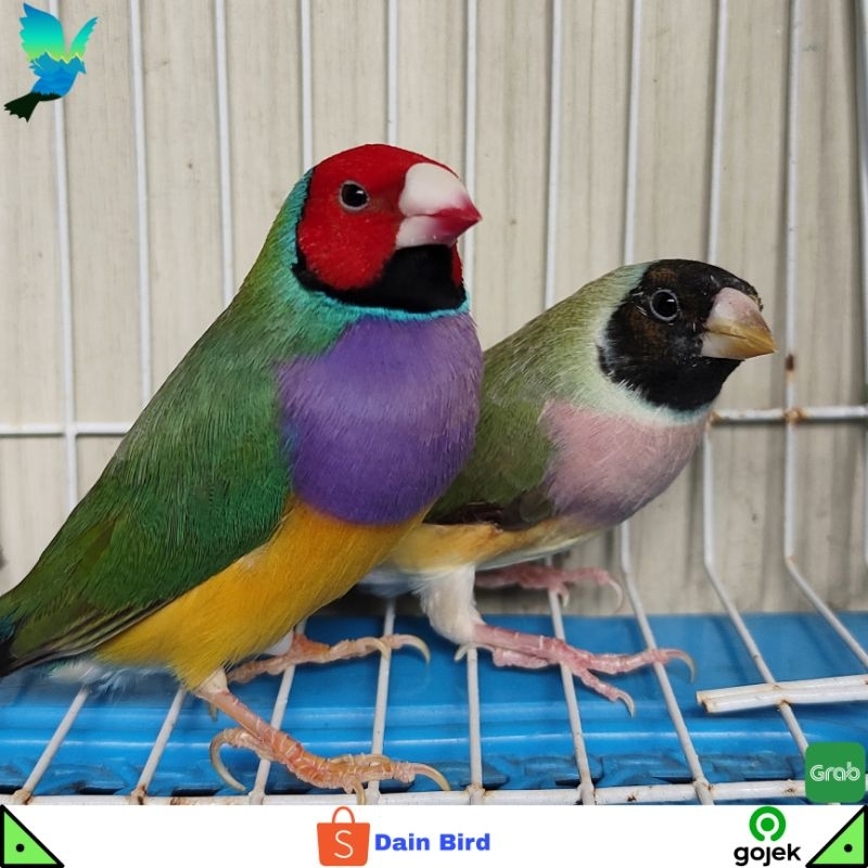 Burung Gould Amadine Ternakan Lokal Siapan Sepasang