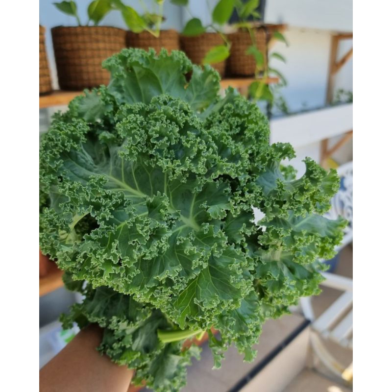 

Cale Curly Hydroponic/Sayur Kale Super food 250gr