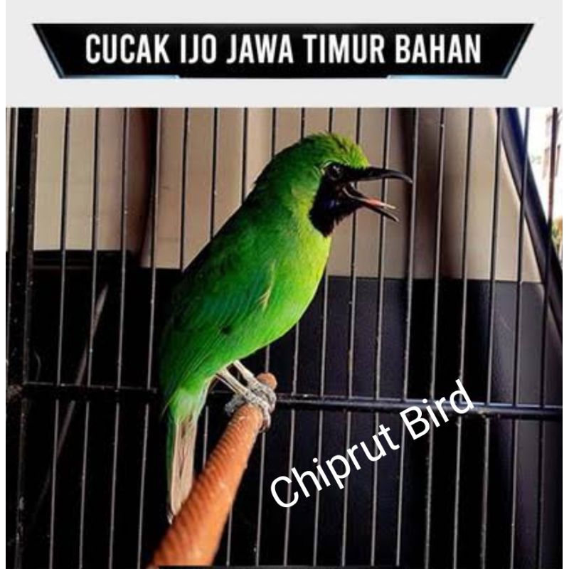 001 Cucak Ijo Nopeng/Trotolan Jantan Jawa Timur