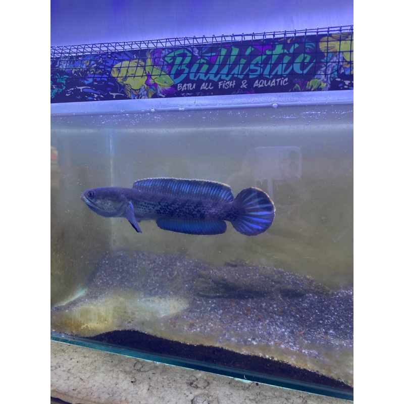 chana stewarti full dot uk 6-7cm jaminan fulldot