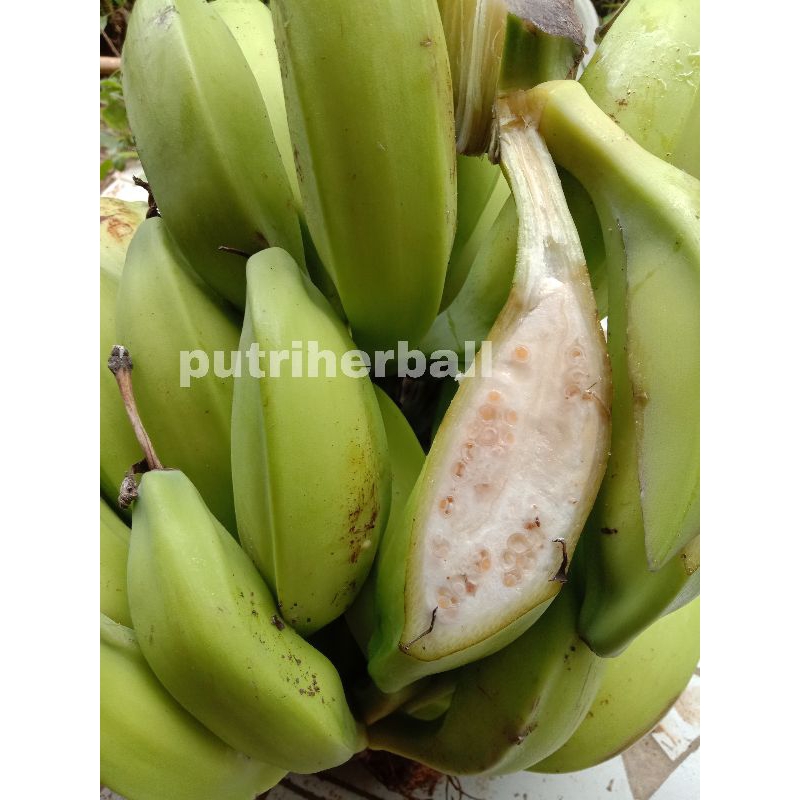 

PISANG KLUTUK PISANG BATU MUDA FRESH PER 1 KG