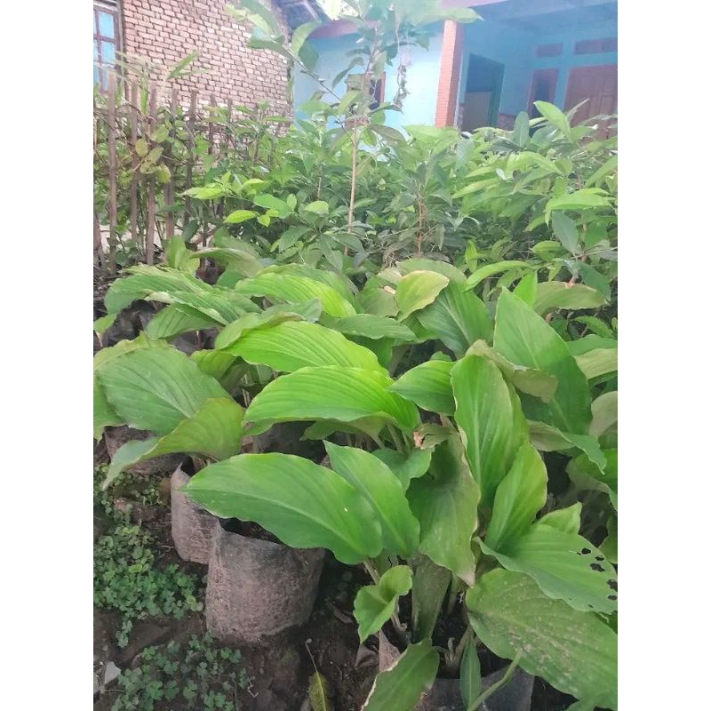 bibit kunyit hitam/tanaman kunir hitam original