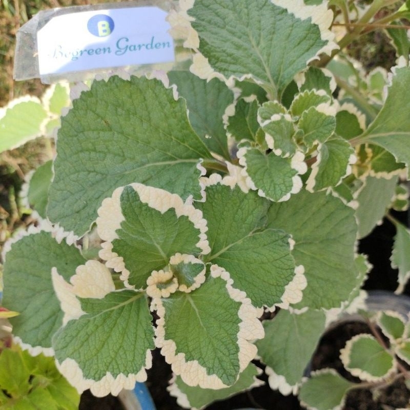 Tanaman Hias Miana Motif Hijau Putih Salju