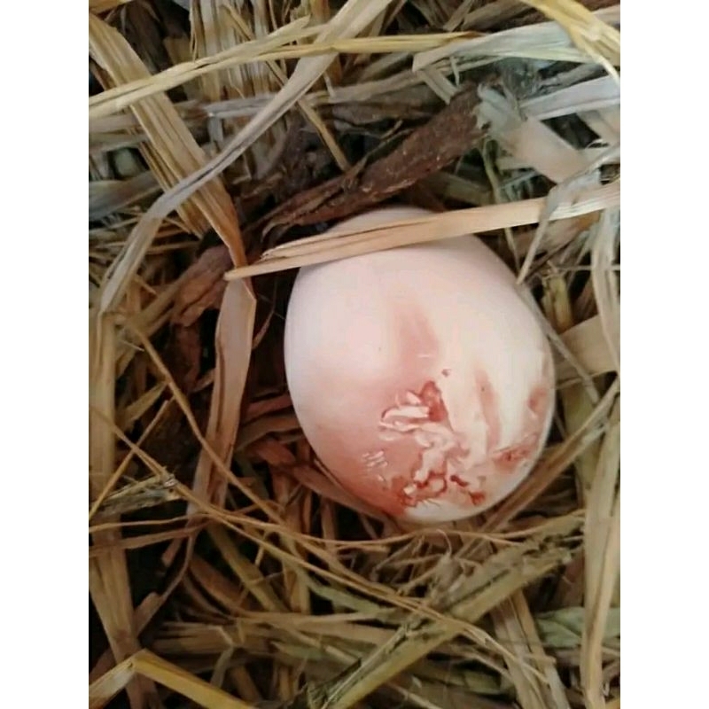 

Telur ayam tembean/telur pertamanya ayam dedara