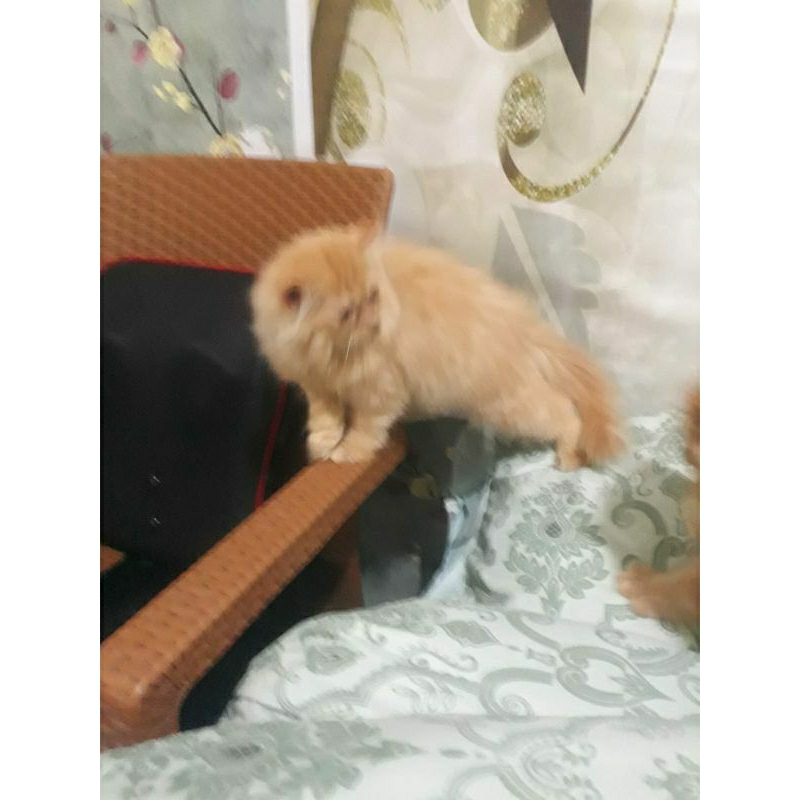 Kucing Anggora Longhair