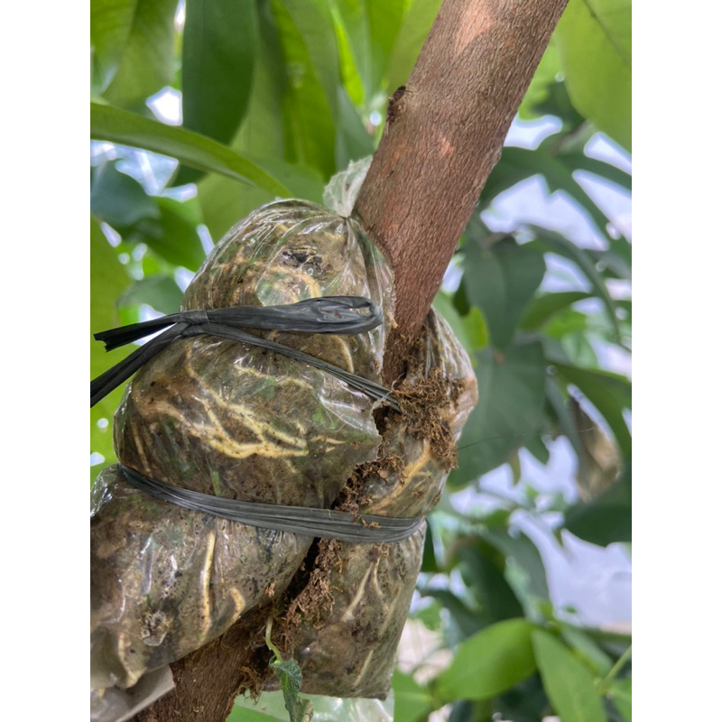 fresh cangkok jambu barbie sugar, dalhari, kiojok, green giant,citra