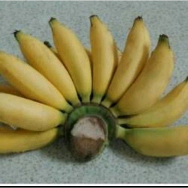 

Pisang Muli Segar 1 Sisir