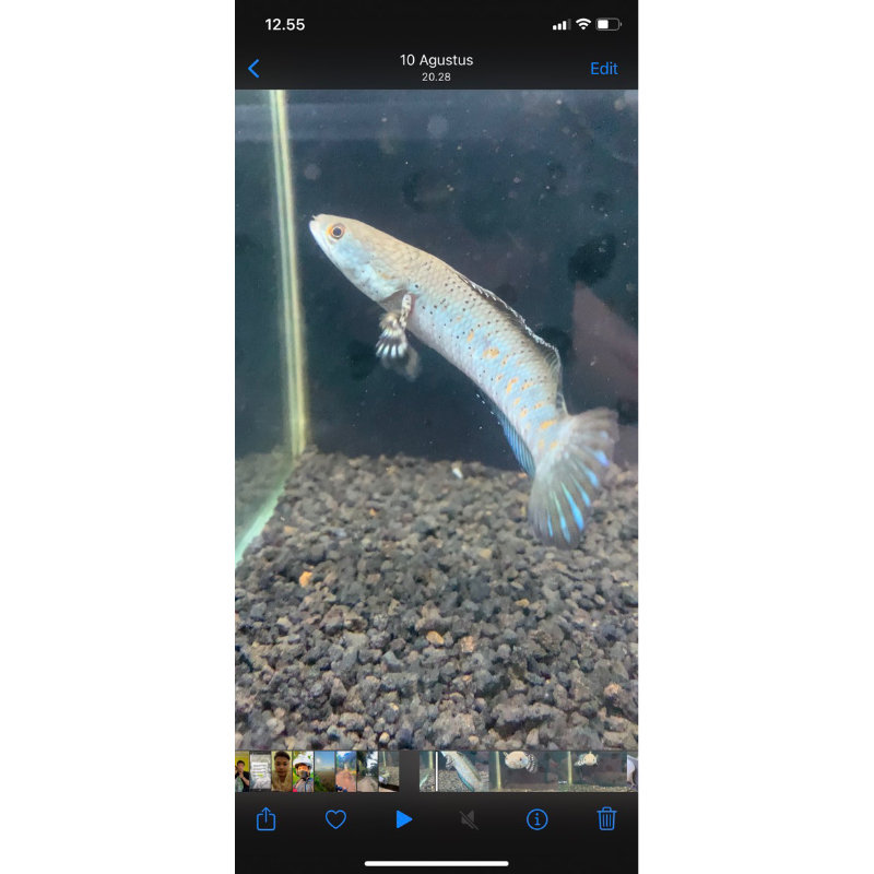 promo bahan progres pulcra 14-15 cm