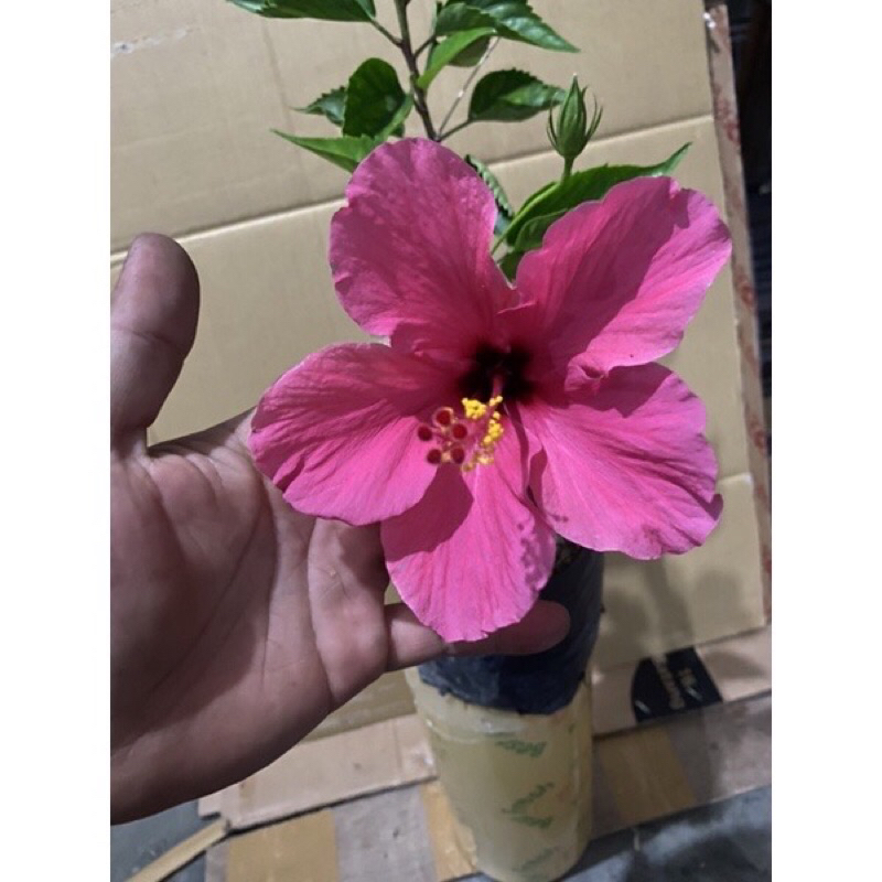 Tanaman Bunga Kembang Sepatu Pink Fanta