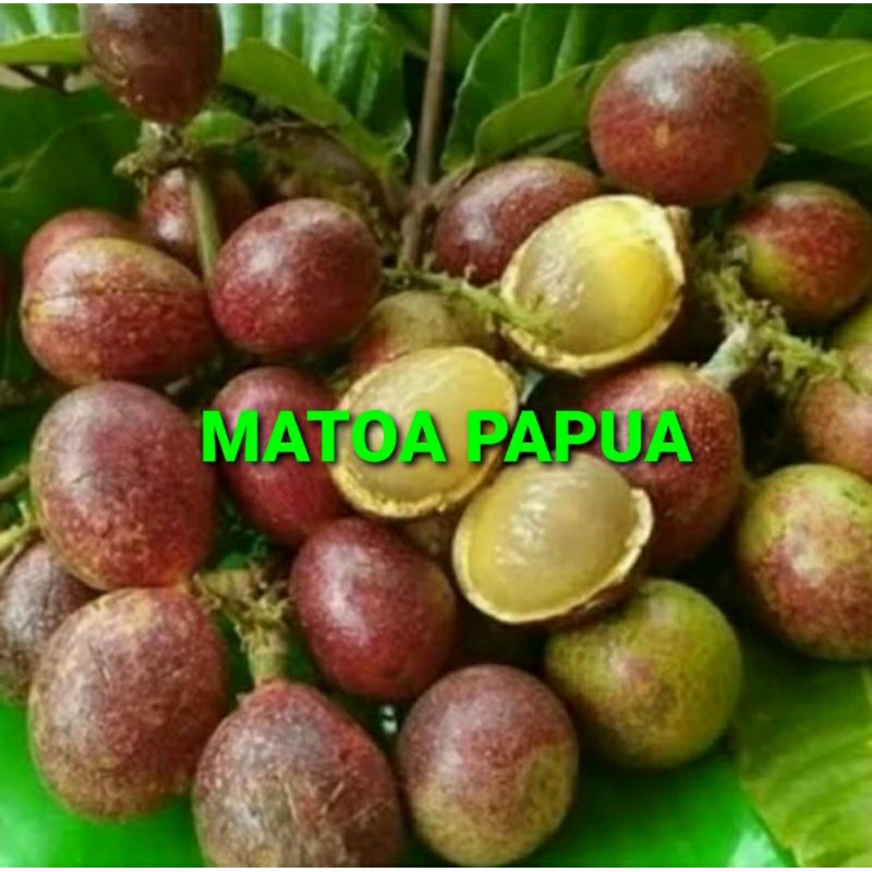 

MATOA PAPUA KHUSUS PARA SULTAN 1 KG (PREMIUM QUALITY)