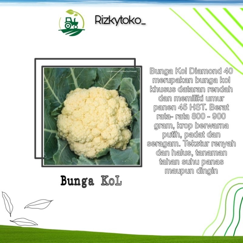 Benih BUNGA KOL dataran rendah 10seed repack known you