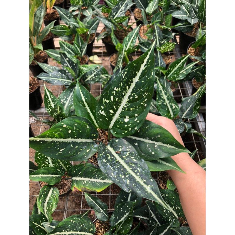 Aglaonema Sirkit