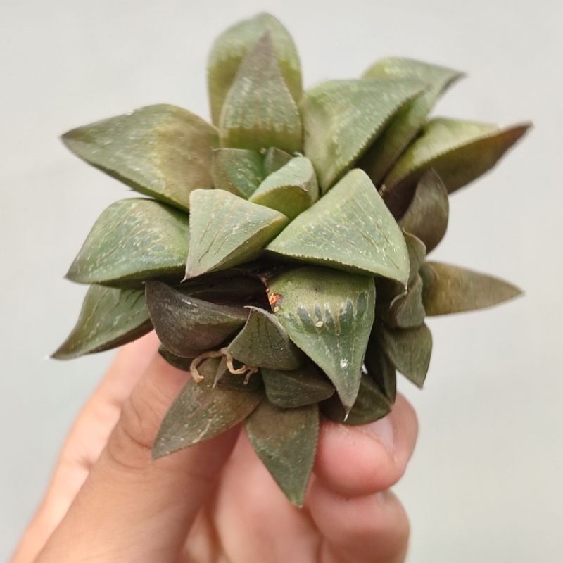 Haworthia Chocolate Unik