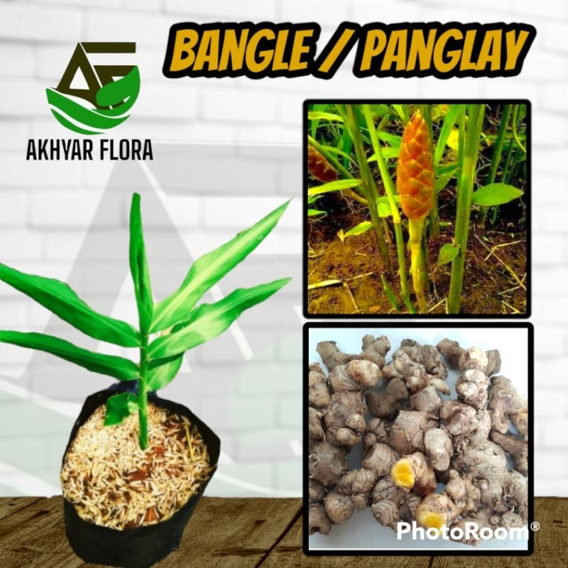 Bibit Bangle Bengle Tanaman Bangle Panglai Rimpang Bangle Bengle
