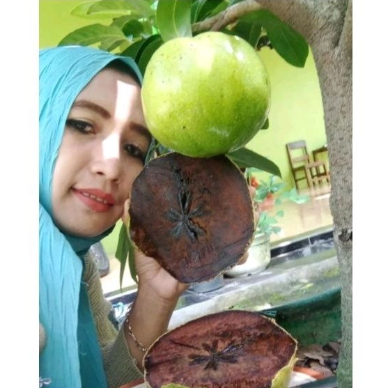 BUAH BLACK SAPOTE GIANT